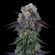 Coconut Cream | Feminised, Indoor & Outdoor
