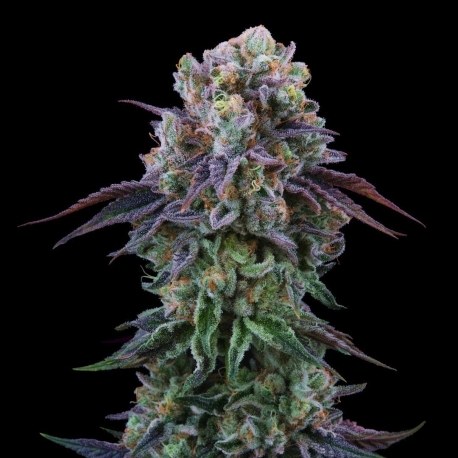 Coconut Cream | Feminised, Indoor & Outdoor