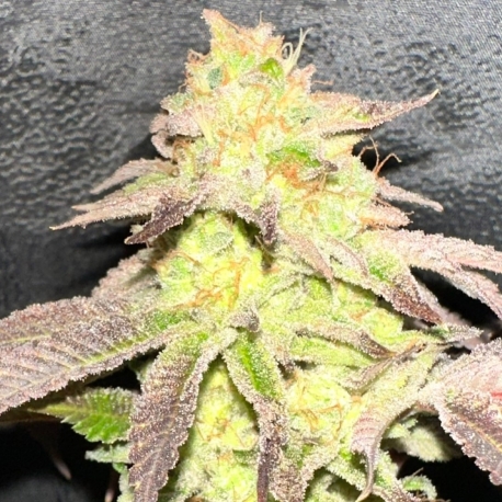 MoZiZi | Indoor & Outdoor