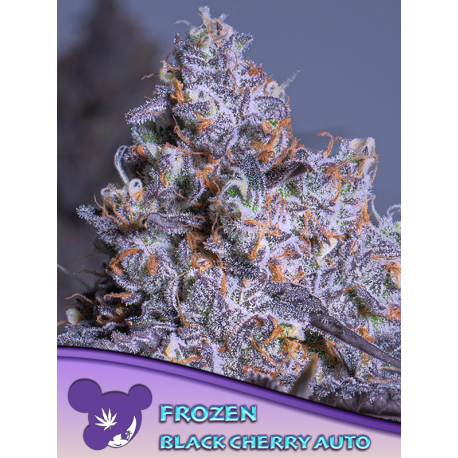 Frozen Black Cherry Auto | Feminised, Auto, Indoor & Outdoor
