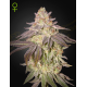 Black Toffee Auto | Feminised, Auto, Indoor & Outdoor