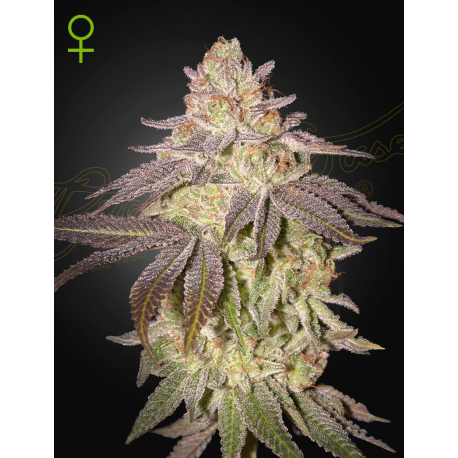 Black Toffee Auto | Feminised, Auto, Indoor & Outdoor