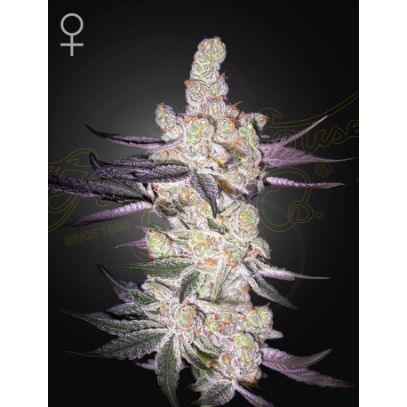 Razuberi | Feminised, Indoor & Outdoor