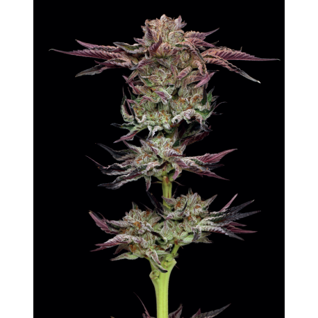 Jelly Donutz | Feminised, Indoor & Outdoor