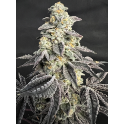 Cali Tsunami  | Feminised, Indoor & Outdoor