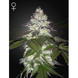 Milky Dreams | Feminised, Indoor & Outdoor