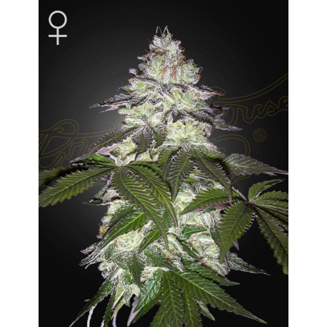 Milky Dreams | Feminised, Indoor & Outdoor