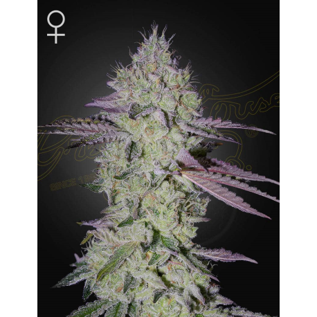 Tarte Tatin | Feminised, Indoor & Outdoor