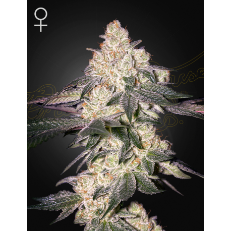 Moweeto | Feminised, Indoor & Outdoor