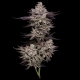 El Valle Haze | Feminised, Indoor & Outdoor