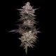 El Valle Haze | Feminised, Indoor & Outdoor