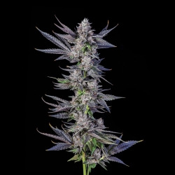 Menthol Runtz | Feminised, Indoor & Outdoor