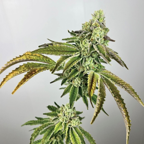 Plasma Gas | Feminised, Indoor & Outdoor