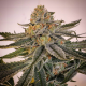 Punani Sour | Indoor & Outdoor