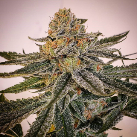Punani Sour | Indoor & Outdoor