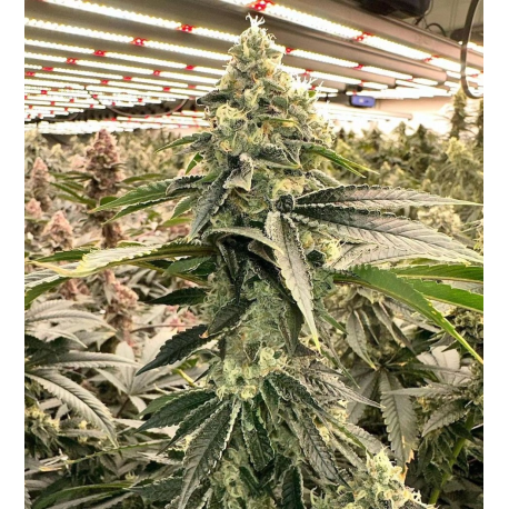 Dog Roller | Indoor & Outdoor