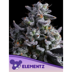 Elementz | Feminised, Indoor & Outdoor