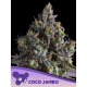 Coco Jambo | Feminised, Indoor & Outdoor