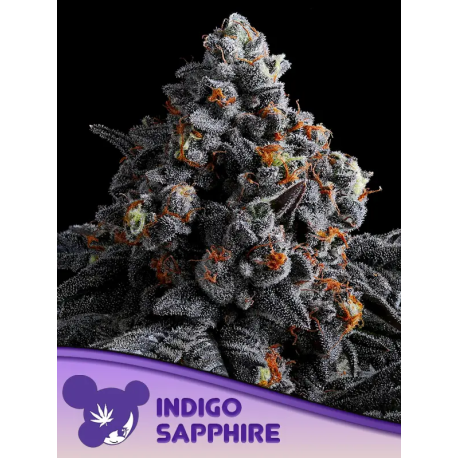 Indigo Sapphire | Feminised, Indoor & Outdoor