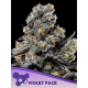 Violet Face | Feminised, Indoor & Outdoor