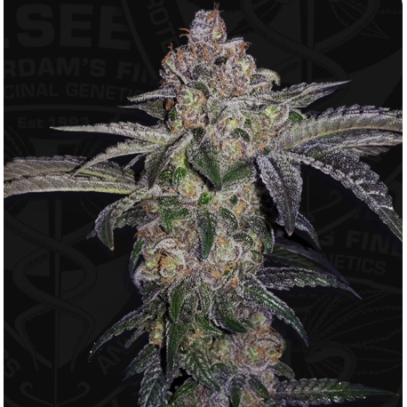 Pure Runtzy | Feminised, Indoor & Outdoor