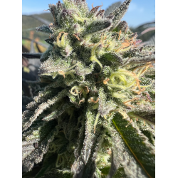 Purple Punch | Feminised, Indoor & Outdoor