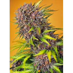 Diablo Rojo XL Auto | Feminised, Auto, Indoor & Outdoor