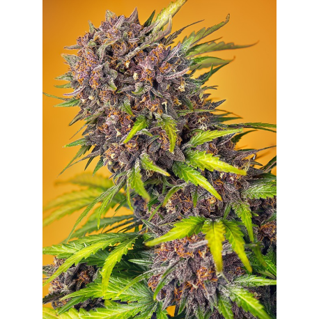 Diablo Rojo XL Auto | Feminised, Auto, Indoor & Outdoor