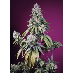 Jealousy Z XL Auto | Feminised, Auto, Indoor & Outdoor