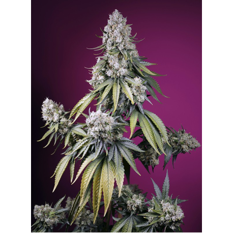 Jealousy Z XL Auto | Feminised, Auto, Indoor & Outdoor