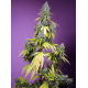 Jet Fuel Mandarine XL Auto | Feminised, Auto, Indoor & Outdoor