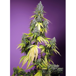 Jet Fuel Mandarine XL Auto | Feminised, Auto, Indoor & Outdoor