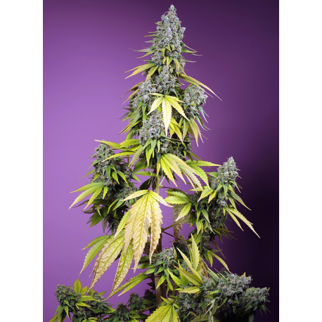 Jet Fuel Mandarine XL Auto | Feminised, Auto, Indoor & Outdoor