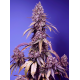 Black Muffin F1 Fast Version | Feminised, Indoor & Outdoor
