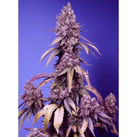 Black Muffin F1 Fast Version | Feminised, Indoor & Outdoor