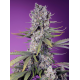 Papaya Zoap  F1 Fast Version | Feminised, Indoor & Outdoor