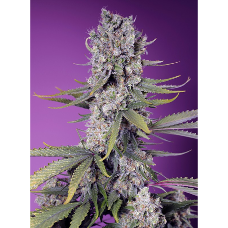 Papaya Zoap  F1 Fast Version | Feminised, Indoor & Outdoor