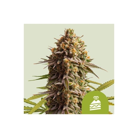 Wedding Cake Auto | Feminised, Auto, Indoor & Outdoor