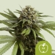 Apple Fritter Auto| Feminised, Auto, Indoor & Outdoor