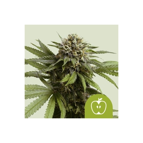 Apple Fritter Auto| Feminised, Auto, Indoor & Outdoor