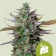 Blue Cheese Automatic| Feminised, Auto, Indoor & Outdoor