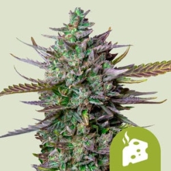 Blue Cheese Automatic  | Feminised, Auto, Indoor & Outdoor