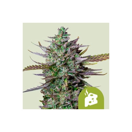 Blue Cheese Automatic| Feminised, Auto, Indoor & Outdoor