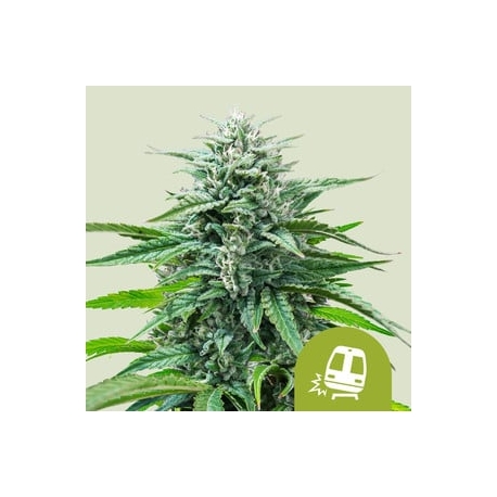 Trainwreck Auto| Feminised, Auto, Indoor & Outdoor