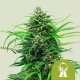 Pink Runtz Auto| Feminised, Auto, Indoor & Outdoor