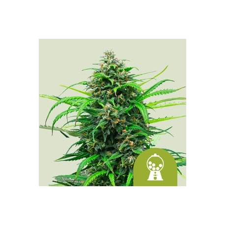 Pink Runtz Auto| Feminised, Auto, Indoor & Outdoor