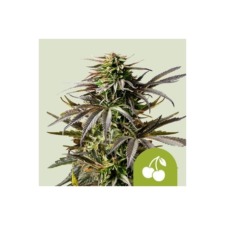 Cherry Pie Auto| Feminised, Auto, Indoor & Outdoor