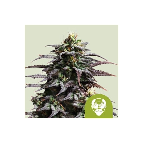 Granddaddy Auto | Feminised, Auto, Indoor & Outdoor