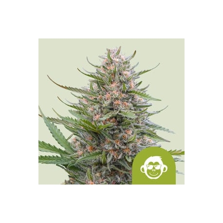 Grape Ape Auto | Feminised, Auto, Indoor & Outdoor