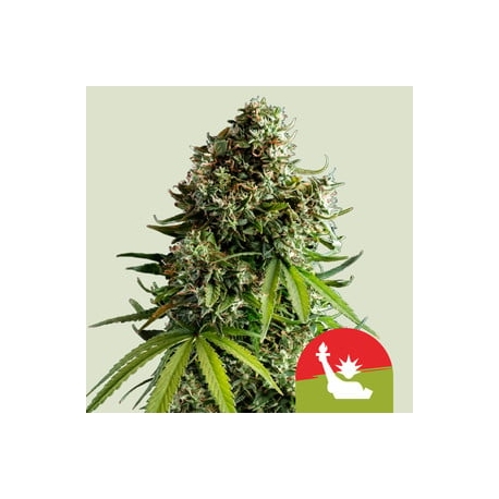 NYC Sour D Auto (Tyson 2.0) | Feminised, Auto, Indoor & Outdoor